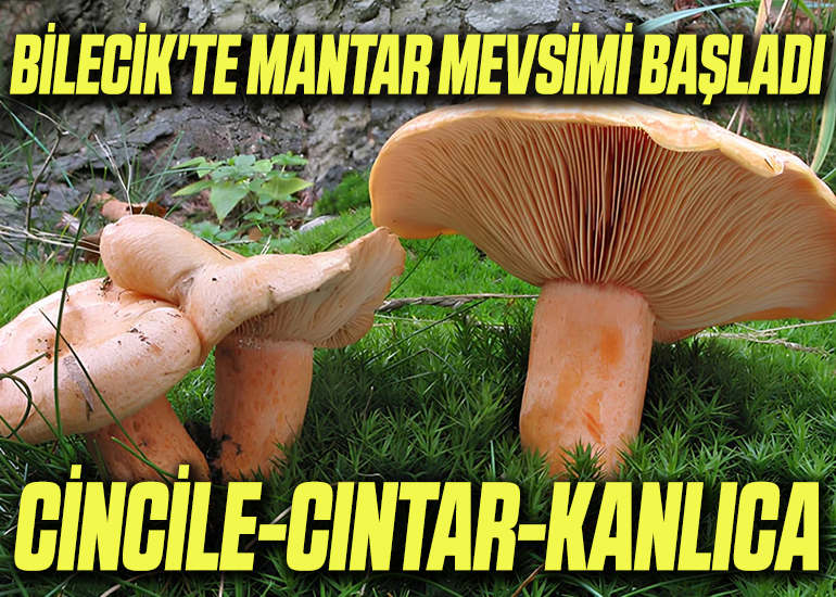 mantar